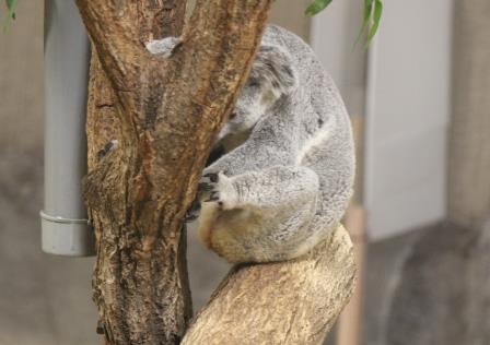 テルのちびっこココアラ成長記～愛称投票始まります～|こぼれ話